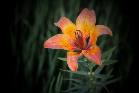 Lilie cibulkonosná - Lilium bulbiferum C2 (4)