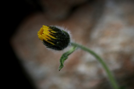 Jestřábník alpský - Hieracium alpinum C2 (2)