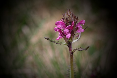 Všivec krkonošský - Pedicularis sudetica C1 (2)