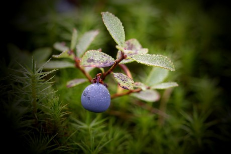 Brusnice vlochyně - Vaccinium uliginosum (3)