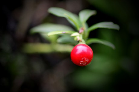 Brusnice brusinka - Vaccinium vitis-idaea (4)