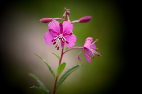 Vrbovka úzkolistá - Epilobium angustifolium