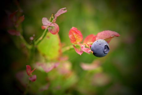 Brusnice borůvka - Vaccinium myrtillus (3)