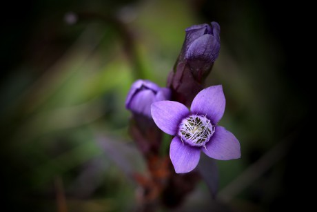 Hořeček ladní pobaltský - Gentianella campestris subsp. baltica C1 (2)