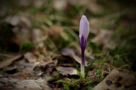 Šafrán bělokvětý - Crocus vernus C2 (13)