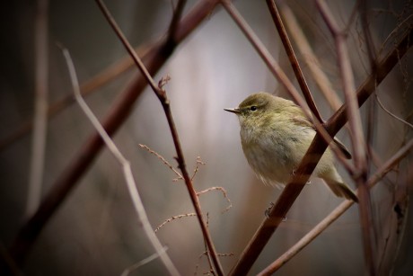 Ptáci - Budníček menší (1)