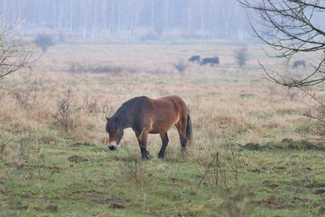 37 Divoký kůň - Exmoorský pony