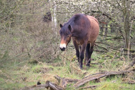 38 Divoký kůň - Exmoorský pony