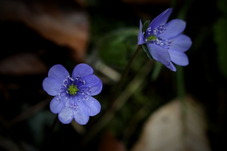 Jaterník podléška - Hepatica nobilis (1)