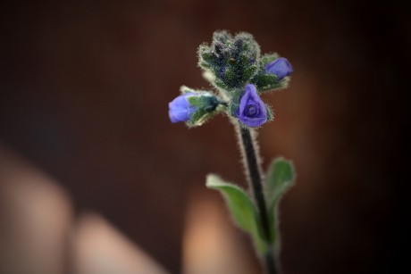 Rozrazil chudobkovitý - Veronica bellidioides C1r (1)