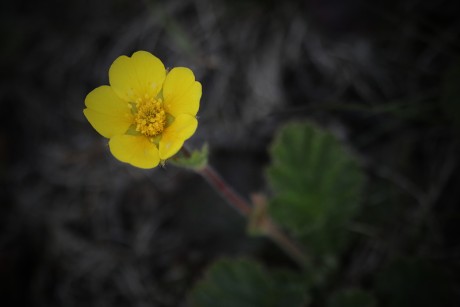 Kuklík horský - Geum montanum C2 (3)