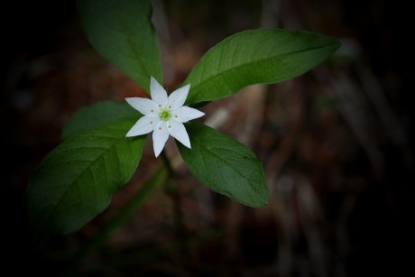 Sedmikvítek evropský - Trientalis europaea C4 (3)