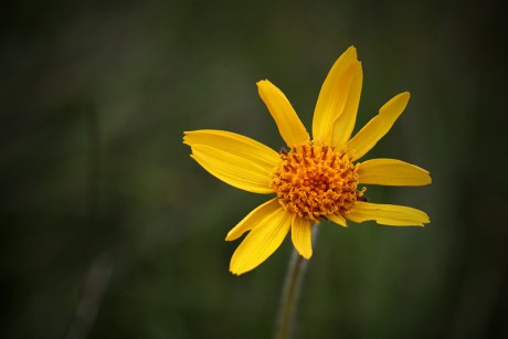 Prha arnika, prha chlumní - Arnica montana C3 (3)