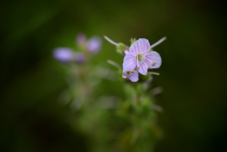 Rozrazil lékařský - Veronica officinalis (1)