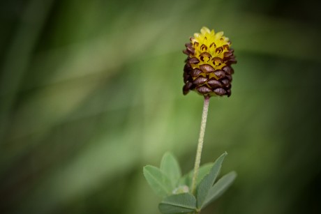 Jetel kaštanový - Trifolium spadiceum C2t (1)