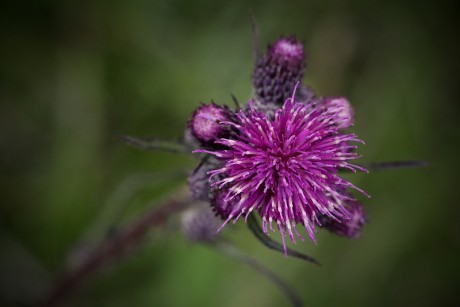 Pcháč bahenní - Cirsium palustre (1)