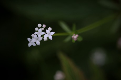 Svízel bahenní - Galium palustre (1)