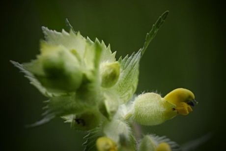 Kokrhel luštinec - Rhinanthus alectorolophus C3 (2)