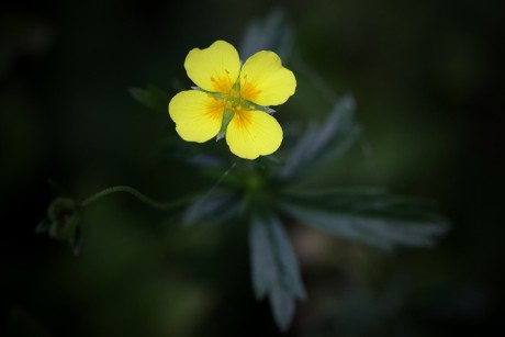 Mochna nátržník - Potentilla erecta (1)