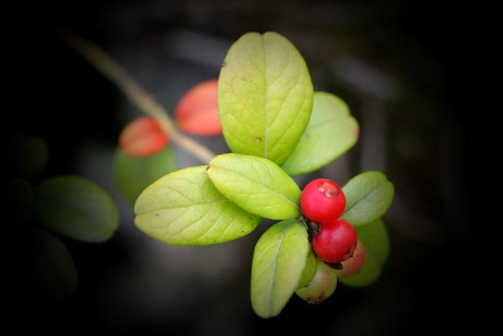 Brusnice brusinka - Vaccinium vitis-idaea (5)