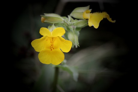 Kejklířka skvrnitá - Mimulus guttatus