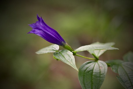 Hořec tolitovitý - Gentiana asclepiadea C3 (4)