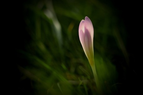 Ocún jesenní - Colchicum autumnale (1)