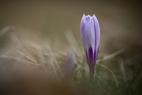 Šafrán bělokvětý - Crocus vernus C2 (14)