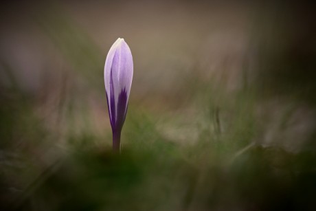 Šafrán bělokvětý - Crocus vernus C2 (15)