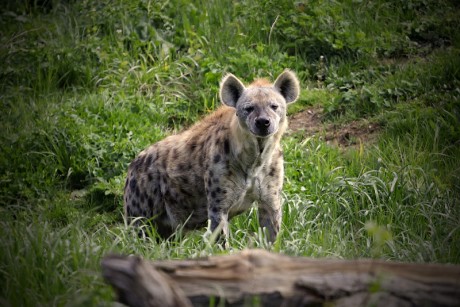 263 Hyena skvrnitá