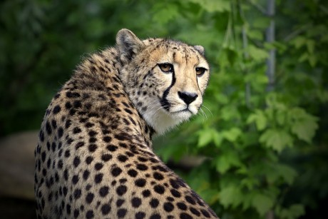 264 Gepard štíhlý