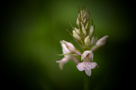 Prstnatec Fuchsův chladnomilný- Dactylorhiza fuchsii subsp. psychrophila C2r (3)