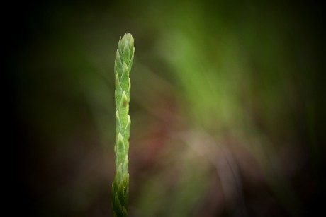 Plavuník alpínský - Diphasiastrum alpinum C2b (1)