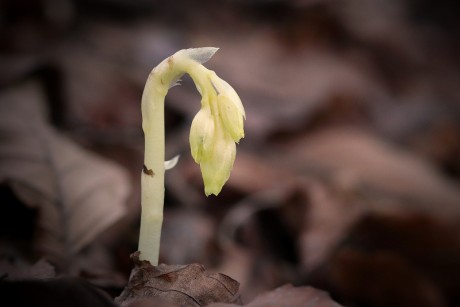 Hnilák lysý - Monotropa hypophegea C2b (1)