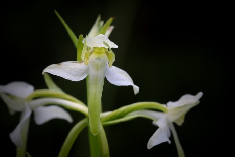 Vemeník zelenavý - Platanthera chlorantha C3 (2)