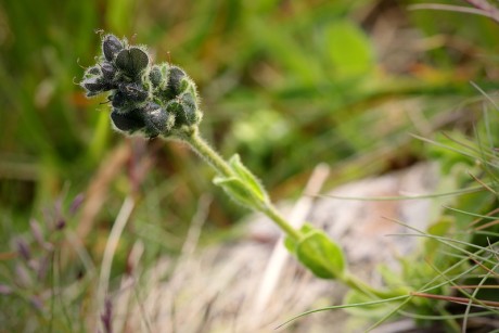 Rozrazil chudobkovitý - Veronica bellidioides C1r (2)