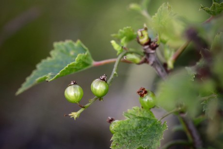 Rybíz skalní - Ribes petraeum C1r (1)