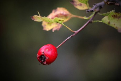Hloh obecný - Crataegus laevigata (1)