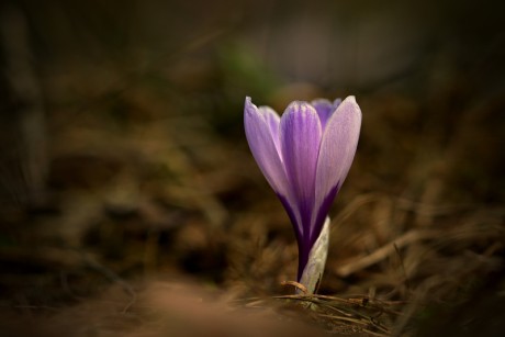 Šafrán bělokvětý - Crocus vernus C2 (16)