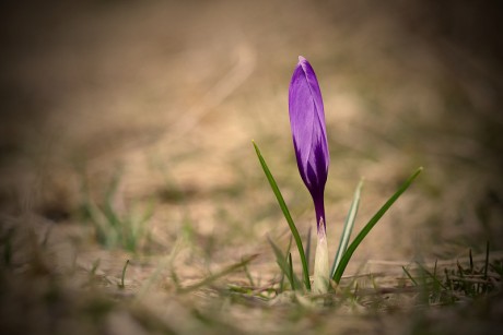 Šafrán karpatský - Crocus heuffelianus C1b (3)