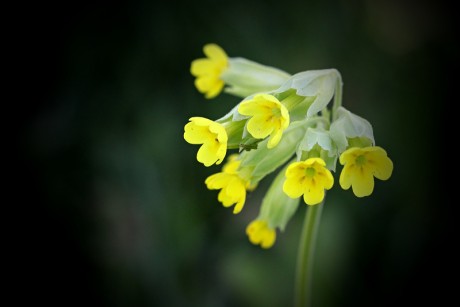 Prvosenka jarní - Primula veris C4a (1)