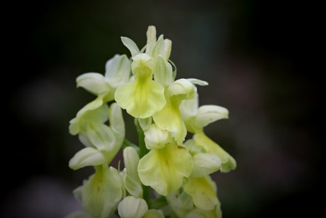 Vstavač bledý - Orchis pallens C2b (1)