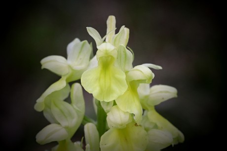 Vstavač bledý - Orchis pallens C2b (2)