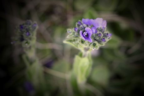 Rozrazil chudobkovitý - Veronica bellidioides C1r (1)