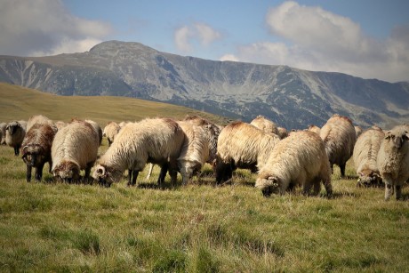 37 Transalpina