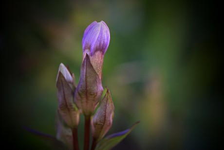 Hořeček ladní pobaltský - Gentianella campestris subsp. baltica C1t (4)