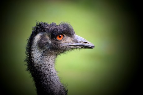 276 Emu hnědý
