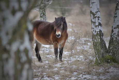 46 Exmoorský kůň