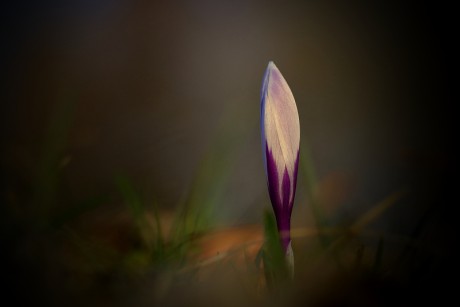 Šafrán bělokvětý - Crocus vernus C2 (17)