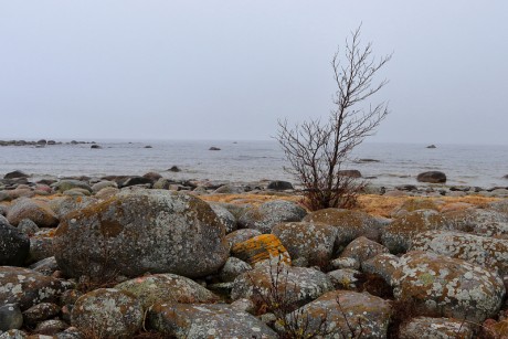 56 Mys Purekkari (Estonsko)